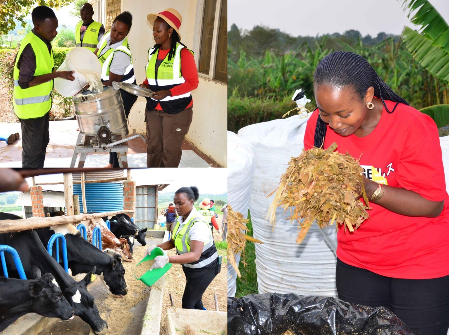 Pison Busingye’s Journey to Building a Thriving Pasture Enterprise with dfcu Bank Pison Busingye’s Journey to Building a Thriving Pasture Enterprise with dfcu Bank